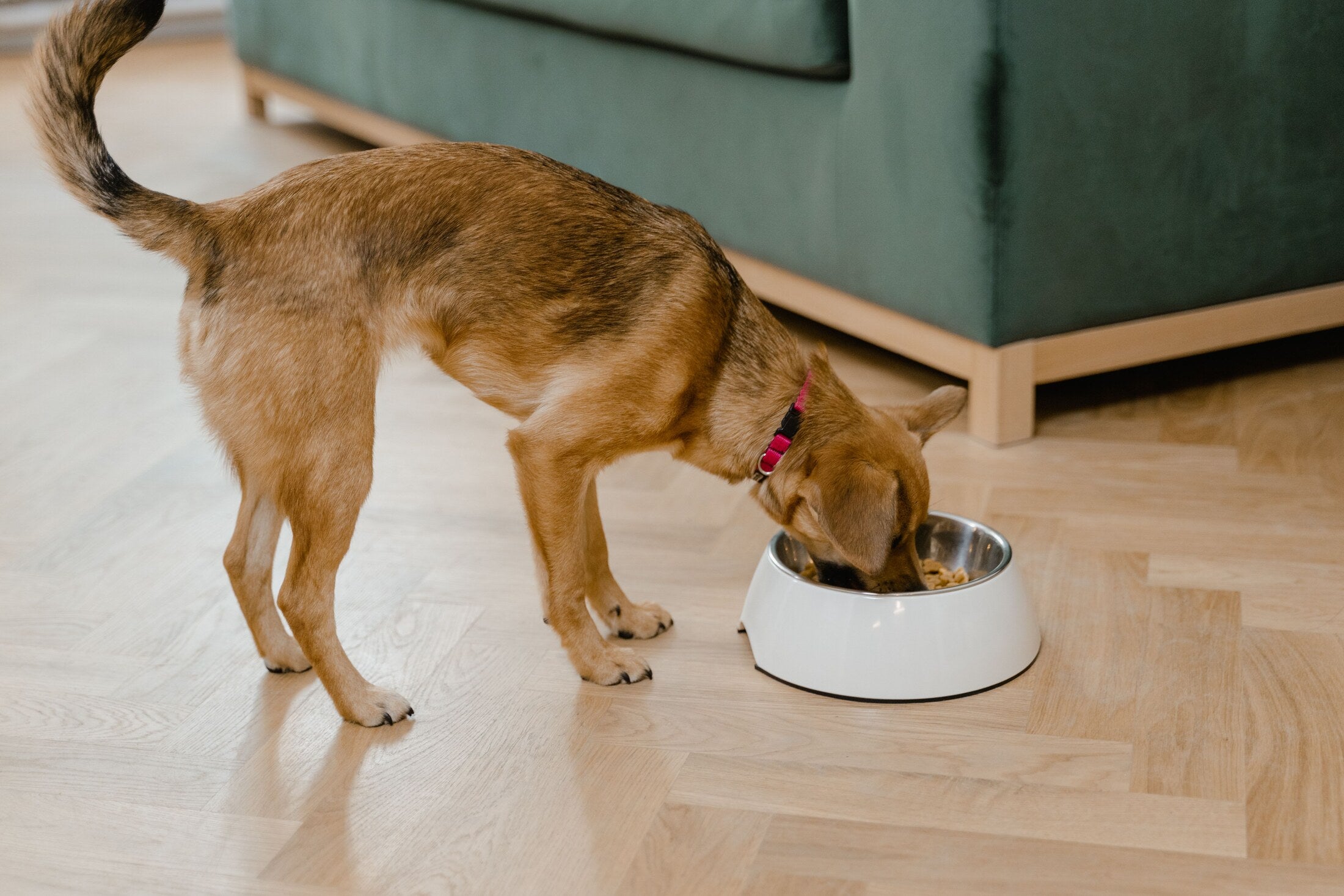 Hund äter sin vardagsmåltid ur en skål i ett ljust hem