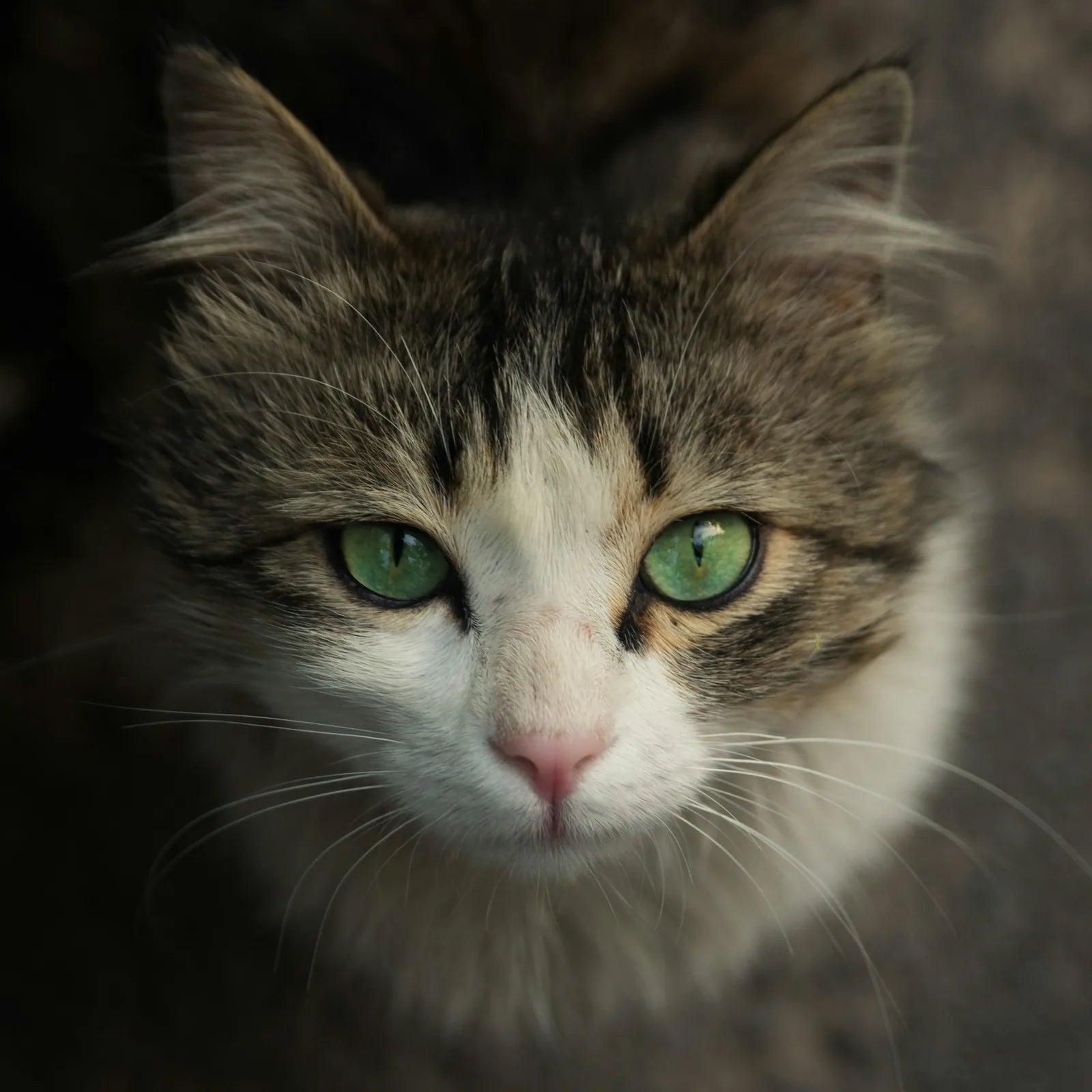 En katt med gröna ögon