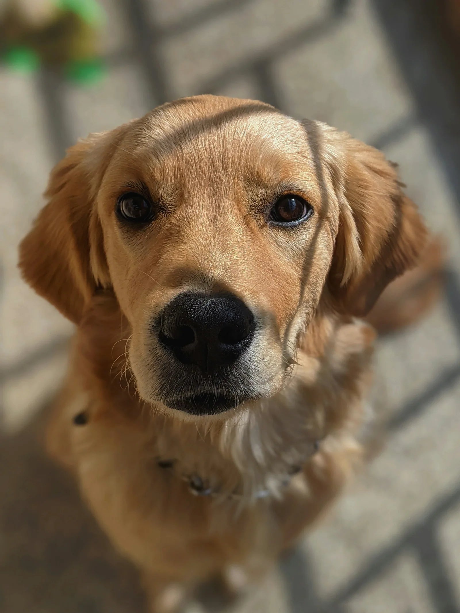 En golden retriever-valp