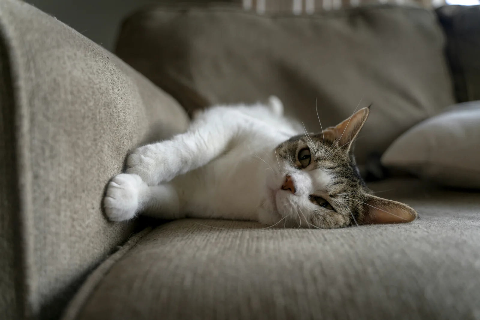 Katt som vilar i en soffa
