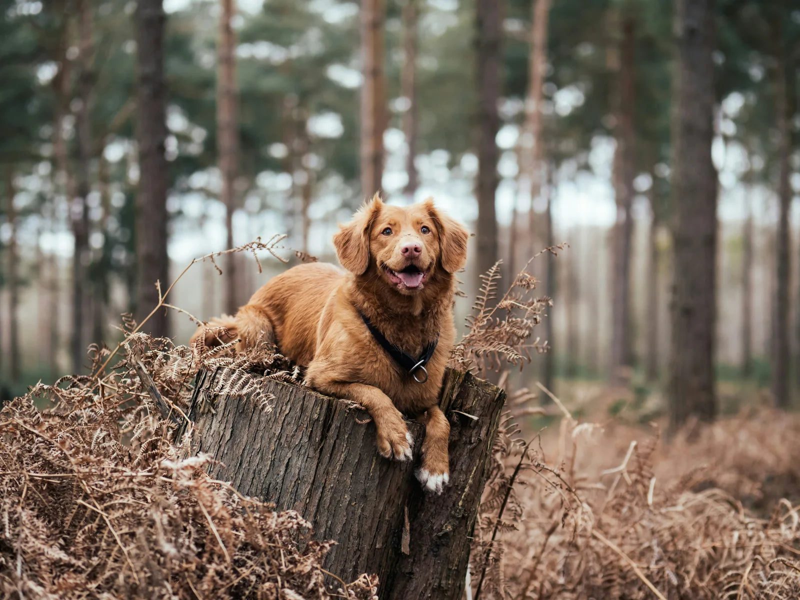 Hund i skogsmiljö